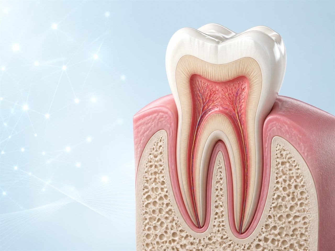 Corte anatómico de un molar que muestra la pulpa y los conductos radiculares